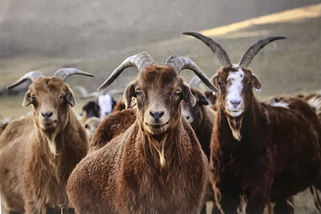 Goats In Mongolia
