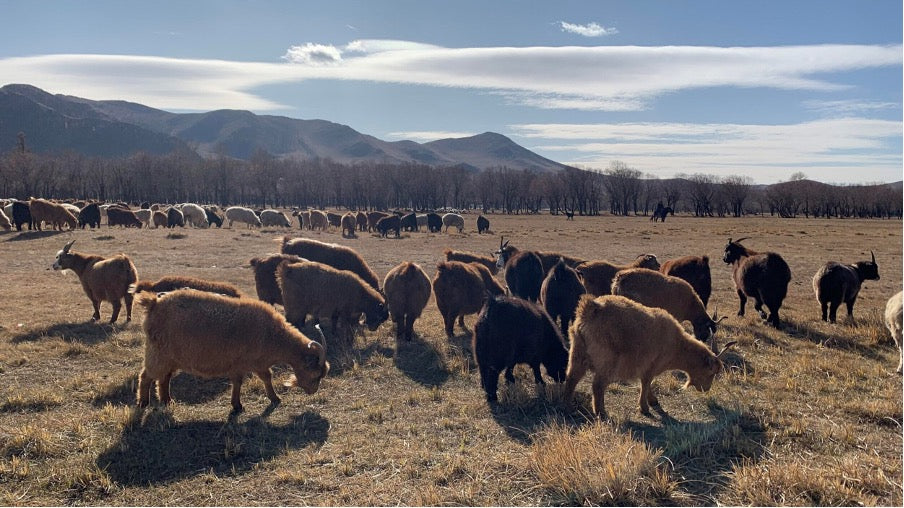 Cashmere and Nature: How the Land Sustains True Luxury