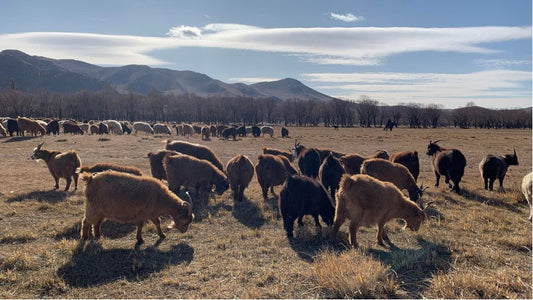 Cashmere and Nature: How the Land Sustains True Luxury